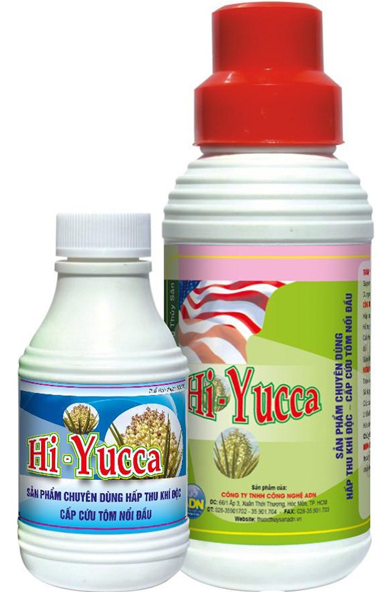 Hi Yucca